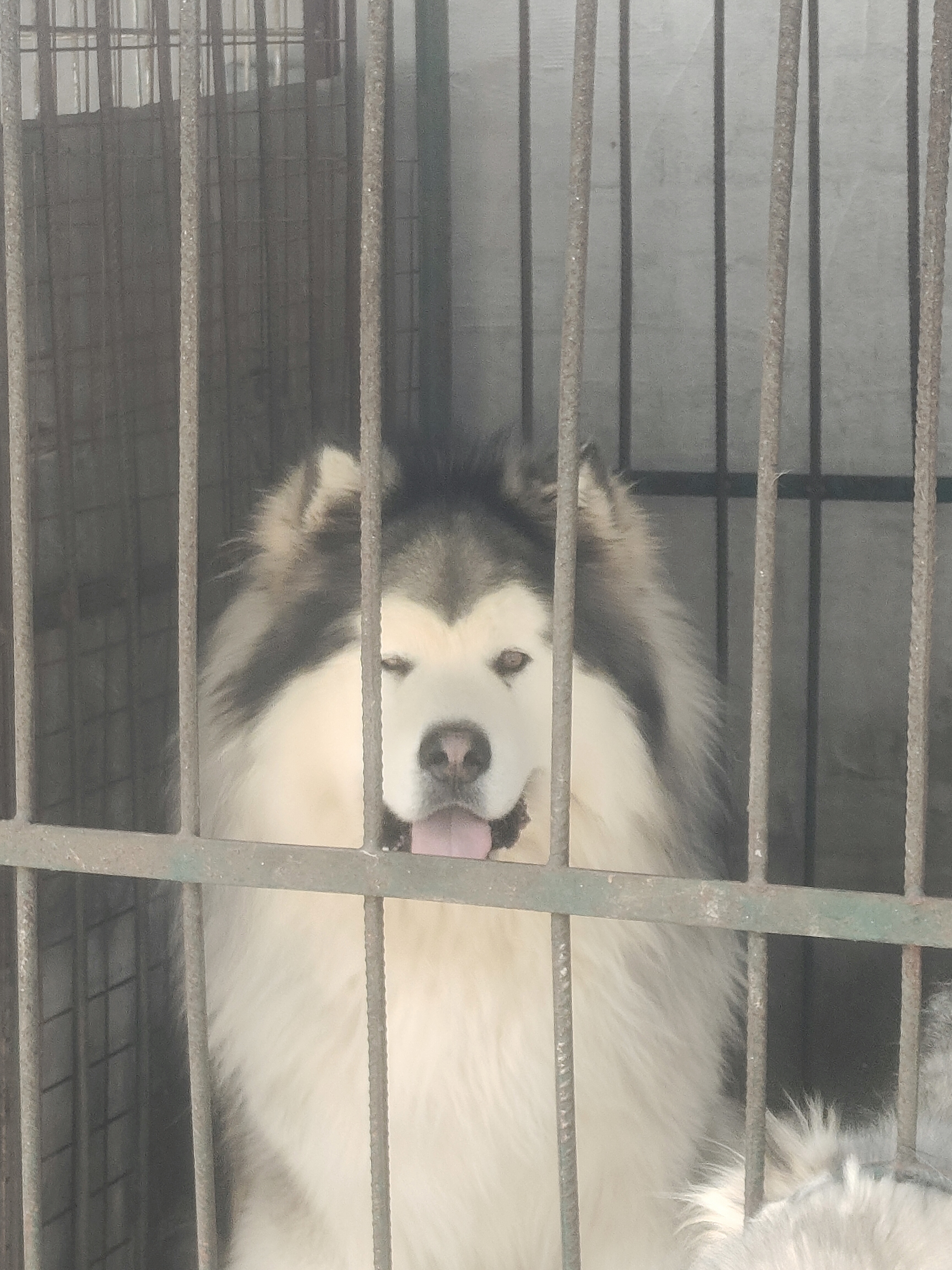 灰桃阿拉斯加幼犬